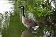 Branta canadensis