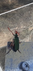 Eupompha fissiceps