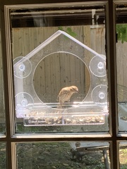 Haemorhous mexicanus