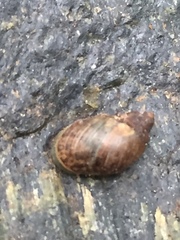 Novisuccinea strigata