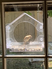 Haemorhous mexicanus