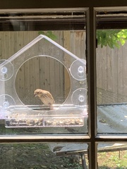 Haemorhous mexicanus