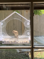 Haemorhous mexicanus