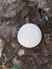 Boletaceae