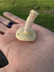Boletaceae