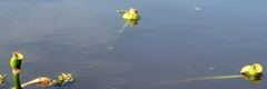 Nuphar advena image