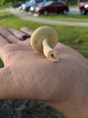 Boletaceae