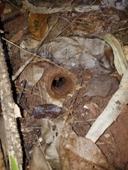 Selenocosmia
