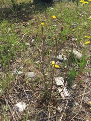 Erigeron lonchophyllus