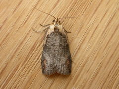 Cryptoptila immersana