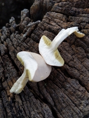 Boletaceae