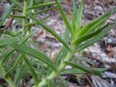 Crassula multiflora