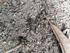 Pelecyphorus pulchellus