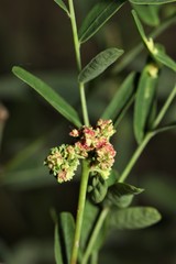 Aculops euphorbicolus