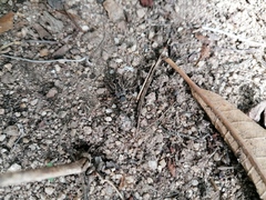 Pelecyphorus pulchellus