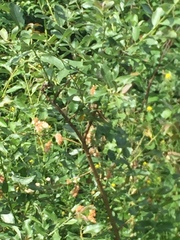 Erigeron lonchophyllus