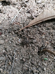 Pelecyphorus pulchellus