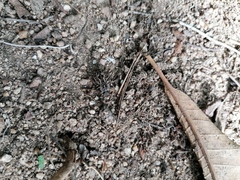 Pelecyphorus pulchellus