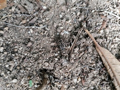 Pelecyphorus pulchellus