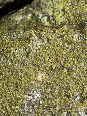 Candelariella xanthostigma