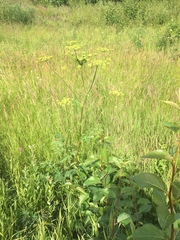 Heracleum sphondylium sibiricum