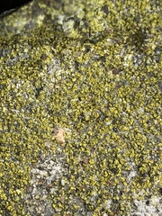 Candelariella xanthostigma