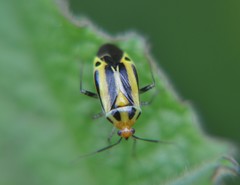 Poecilocapsus nigriger