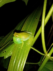 Sphaenorhynchus lacteus