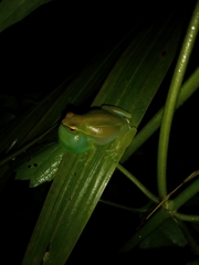 Sphaenorhynchus lacteus