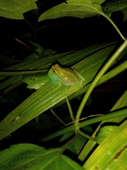 Sphaenorhynchus lacteus