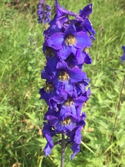 Delphinium elatum