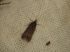Lecithocera terrigena