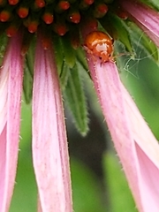 Chrysomelidae