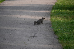 Sciurus carolinensis