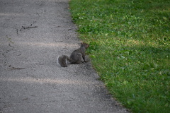 Sciurus carolinensis