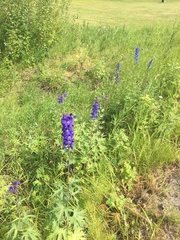 Delphinium elatum