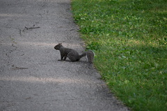 Sciurus carolinensis