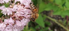 Apis mellifera