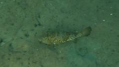 Feroxodon multistriatus