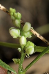 Polygala verticillata isocycla