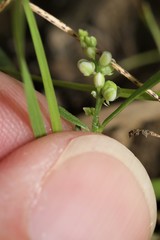 Polygala verticillata isocycla