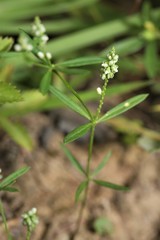 Polygala verticillata isocycla