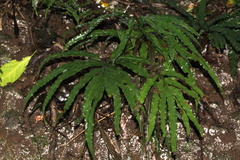 Adiantum hispidulum