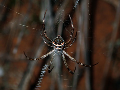 Argiope caledonia