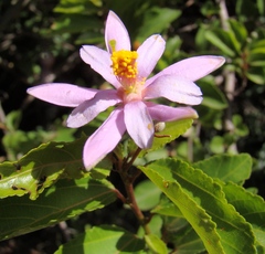 Grewia occidentalis occidentalis