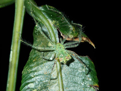 Bakala episinoides