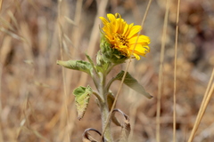 Helianthus bolanderi