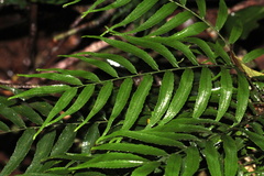 Arthropteris tenella