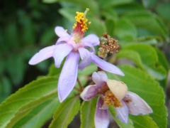Grewia occidentalis occidentalis