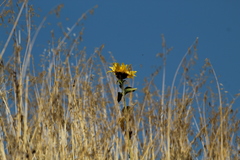 Helianthus bolanderi